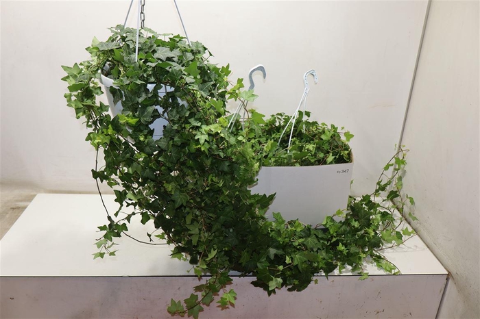 <h4>arr8 Hed He Pittsburgh</h4>