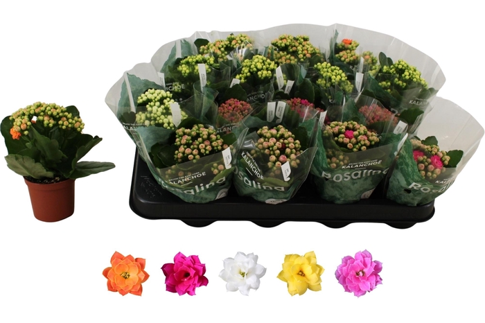 <h4>KAL GE RO GEM 5 KL</h4>