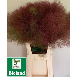 Cotinus C Red Spirit