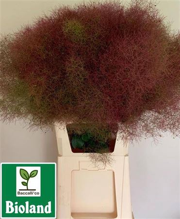 <h4>Cotinus C Red Spirit</h4>