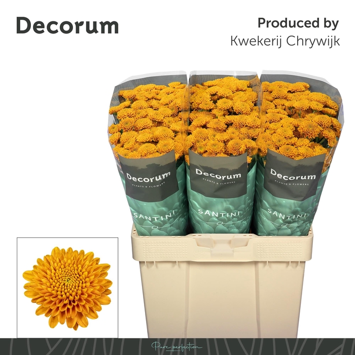 <h4>Chr S Ellison Orange</h4>