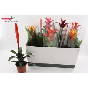 BROMELIA GEM