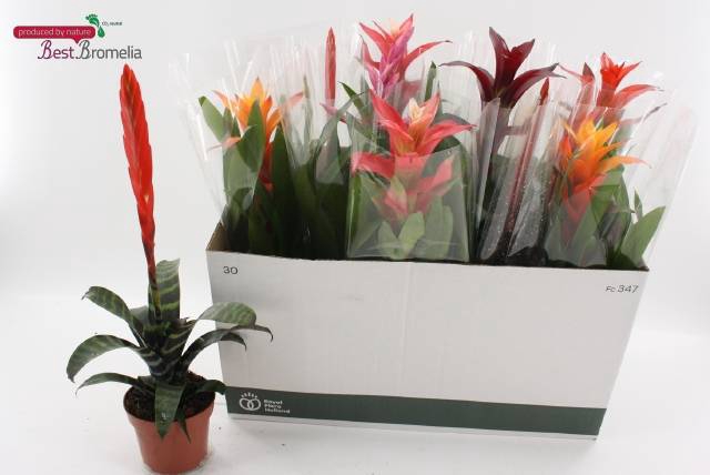 <h4>BROMELIA GEM</h4>