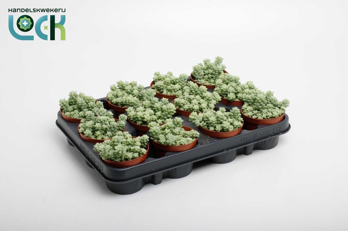 <h4>Sedum Burrito</h4>