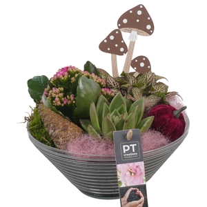 Arr.   Planten L%