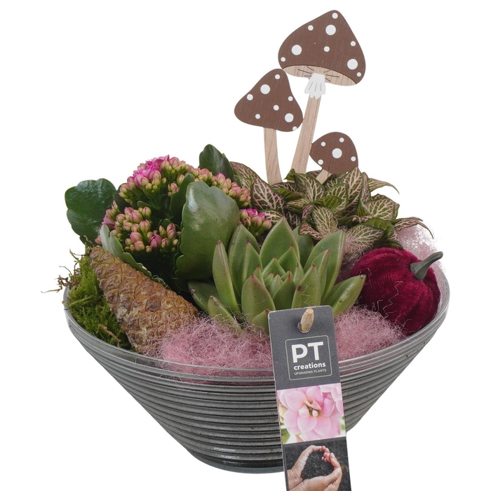 <h4>Arr.   Planten L%</h4>