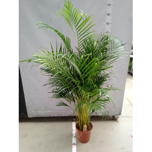 Dypsis lutescens   ...Chrysalidoca