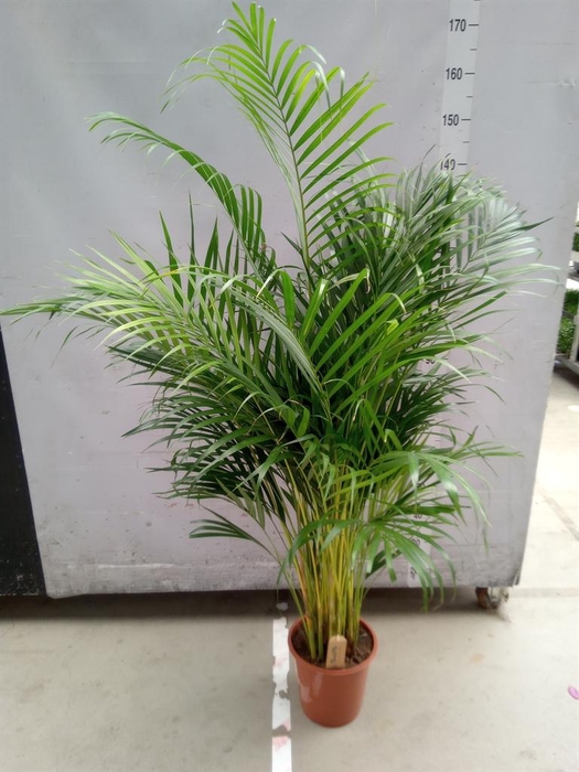 <h4>Dypsis lutescens   ...Chrysalidoca</h4>