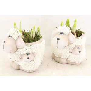 arr4 Narcis RN - Sheep family