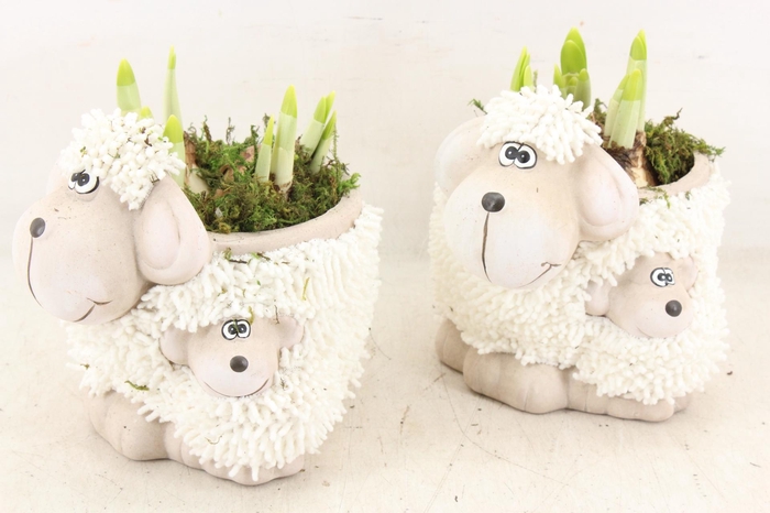 <h4>arr4 Narcis RN - Sheep family</h4>