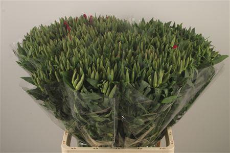 <h4>Clarkia Am Gr Red</h4>