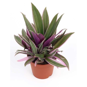 TRADESCANTIA SPATHACEA P15