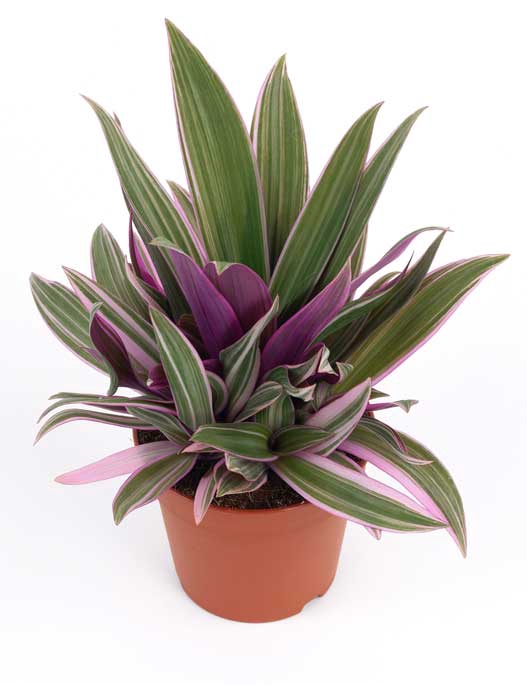 <h4>TRADESCANTIA SPATHACEA P15</h4>