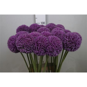 Allium Giganteum