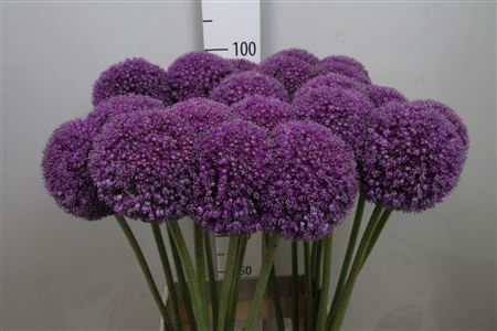 <h4>Allium Giganteum</h4>