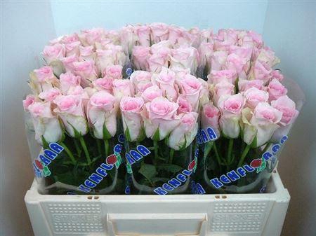 <h4>R Gr Flamingo</h4>