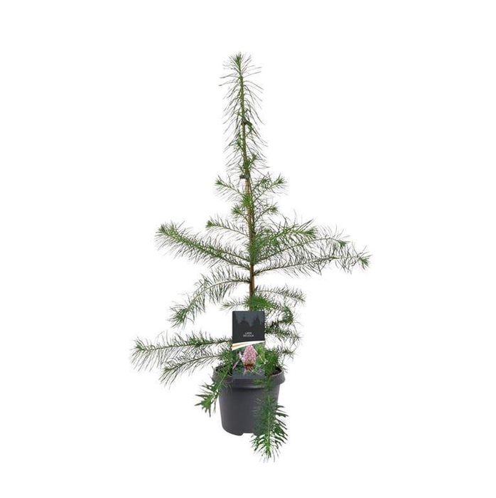 <h4>Larix decidua</h4>