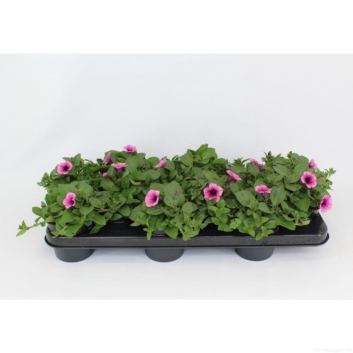 <h4>Surfinia Pink Vein</h4>