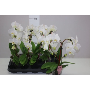 Phal Heartshape Wit