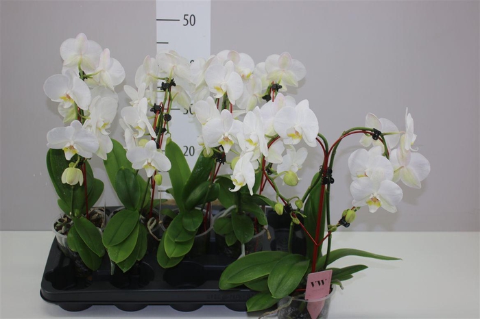 <h4>Phal Heartshape Wit</h4>