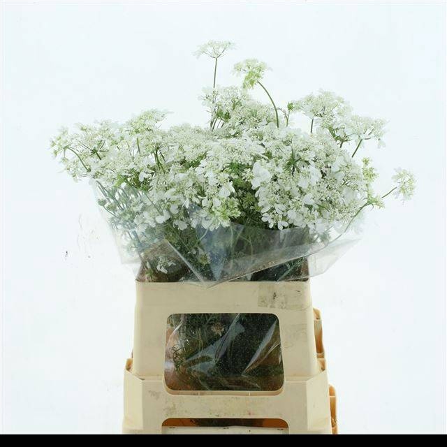 <h4>ORLAYA G WHITE FINCH</h4>