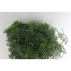 XXXX PISTACHE SELECT    SF