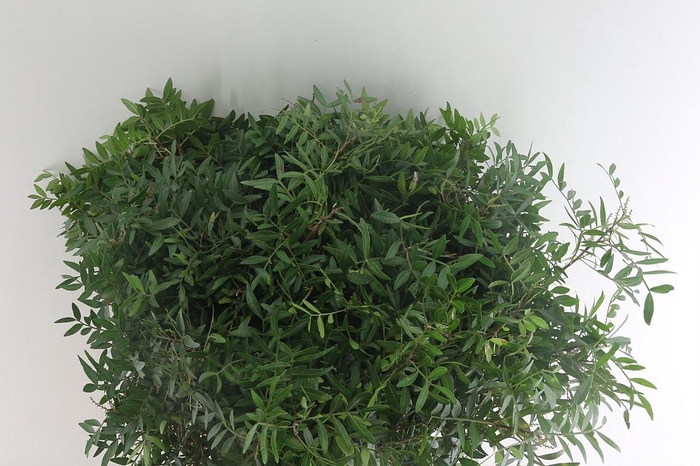 <h4>Pistache Select</h4>