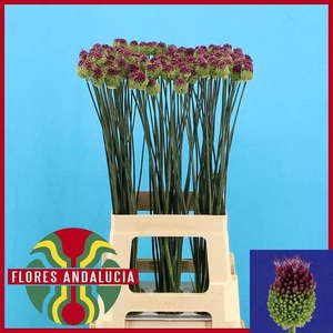 ALLIUM SPHAEROCEPHAL