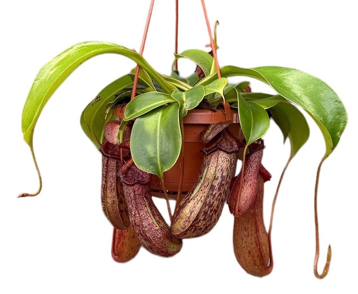 <h4>Nepenthes Monkey Jars Rob</h4>