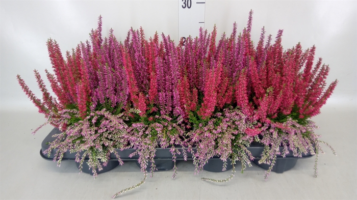 <h4>Calluna vulg. 'Beauty L'  ..mix</h4>