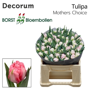 Tulipa Mothers Choice