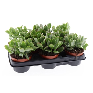 Crassula   ...mix