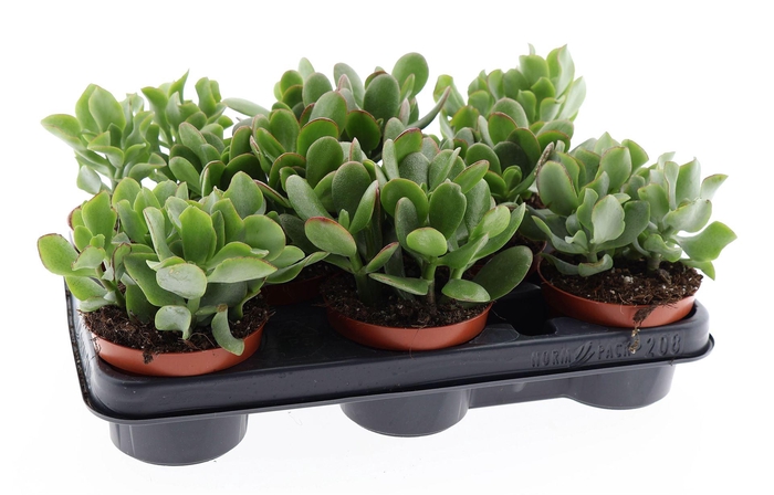 <h4>Crassula   ...mix</h4>