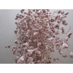 Abutilon G Champagne L120