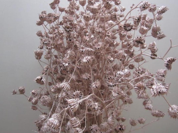 <h4>Abutilon G Champagne L120</h4>