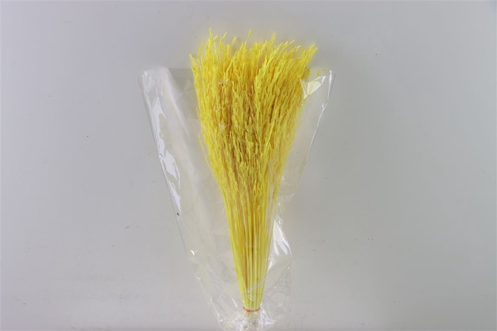 Dried Rice Grass Yellow Bunch Slv