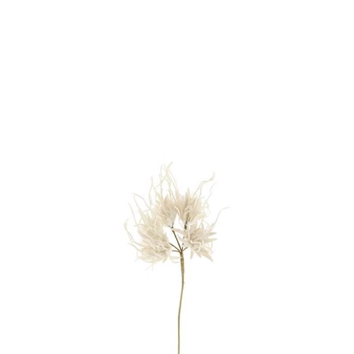<h4>Carnation Spider 55cm</h4>