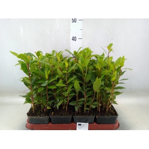 Laurus nobilis