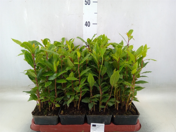 <h4>Laurus nobilis</h4>