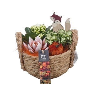 PTHI5415 Arrangement Herfst Indoor in rieten mand
