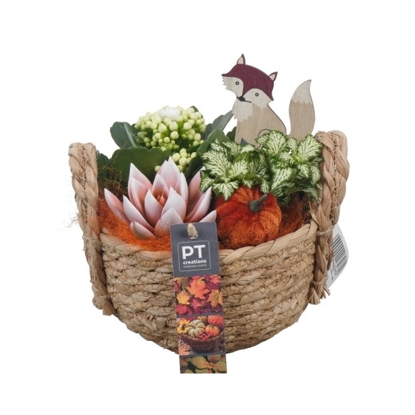 <h4>PTHI5415 Arrangement Herfst Indoor in rieten mand</h4>