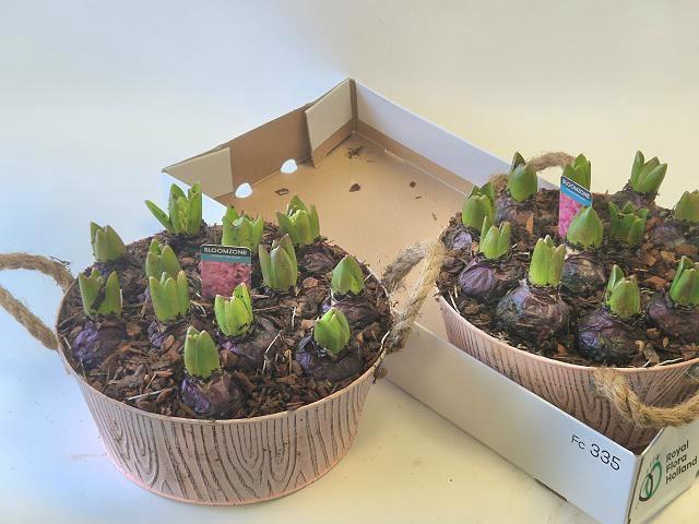 <h4>ARR HYACINTH</h4>