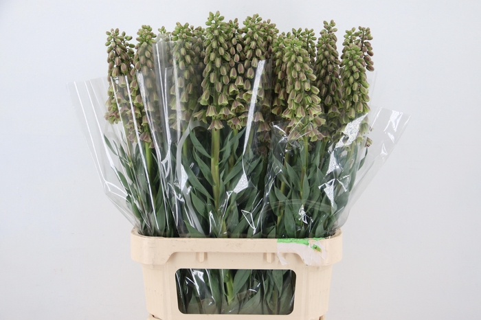 <h4>FRIT MAGIC BELLS</h4>