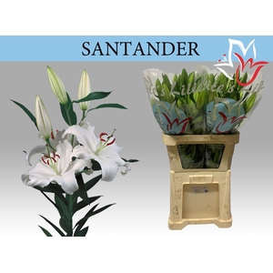 LI OR SANTANDER