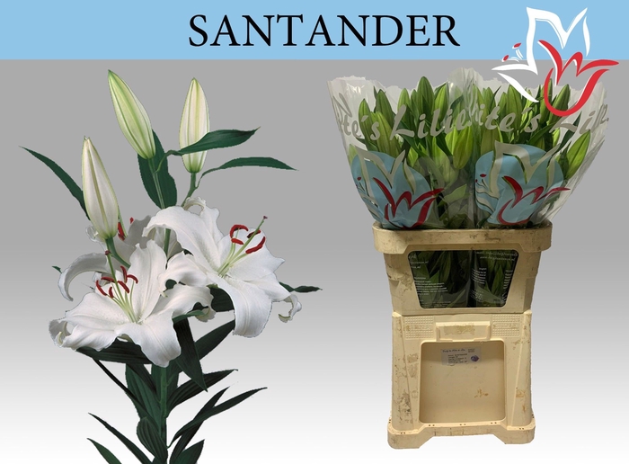 <h4>LI OR SANTANDER</h4>