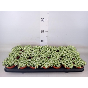Fittonia  'Mosaic White Forest Fla'