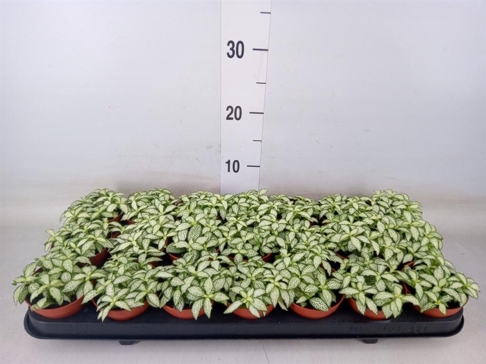 <h4>Fittonia  'Mosaic White Forest Fla'</h4>