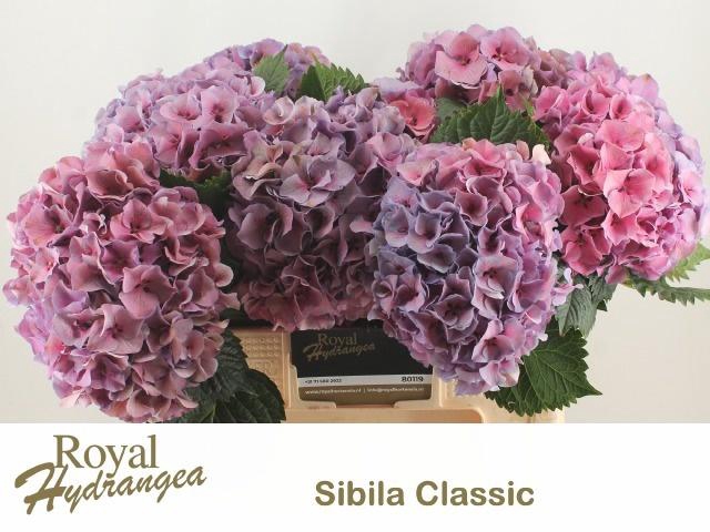 <h4>HYDR M SIBILLA CL RD</h4>