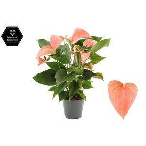 Anthurium 14 cm Festivo Lux in transparant sleeve