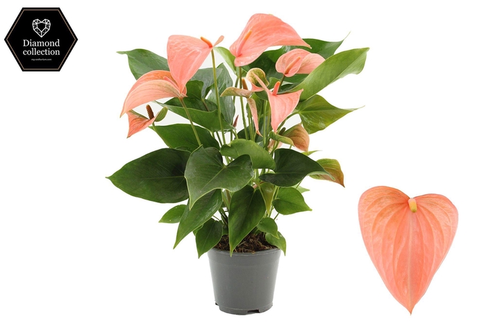 <h4>Anthurium 14 cm Festivo Lux in transparant sleeve</h4>